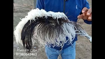 صورة درزن ريش نعام صغير بيبي 12 حبه