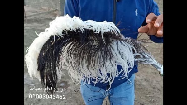 Picture of درزن ريش نعام صغير بيبي 12 حبه